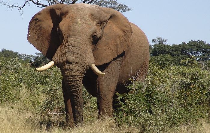 The Victoria Falls Anti-Poaching Unit