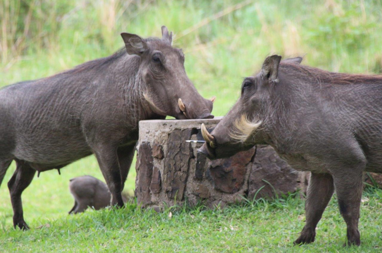 Victoria Falls wildlife