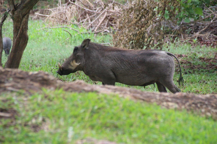 wildlife Victoria Falls
