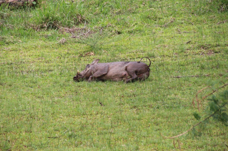 wildlife Victoria Falls