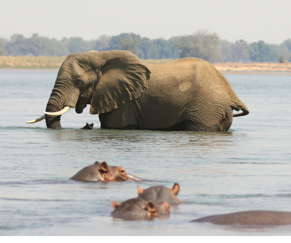 victoria falls activities