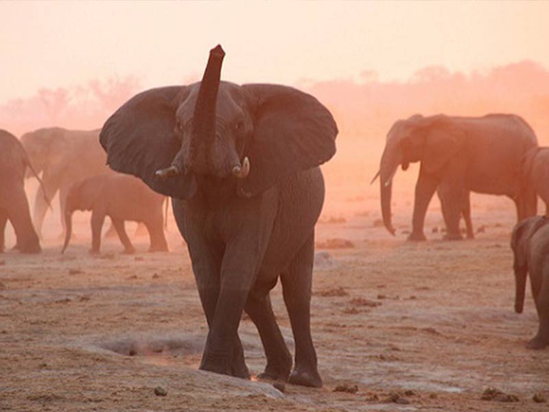 Terry Feuerborn - Vic Falls Wildlife